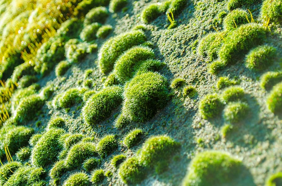 moss, soft, grass, green, organic, fresh, outdoor, wet, natural HD wallpaper