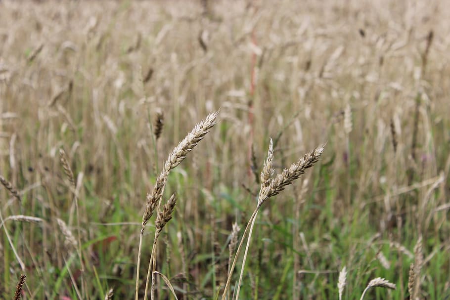 wheat, field, nature, growth, plant, agriculture, crop, cereal plant HD wallpaper