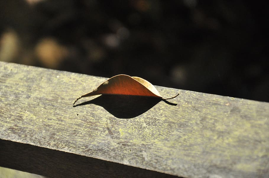 leaf, shatter, life, crack, leaves, one animal, no people, animals in the wild HD wallpaper