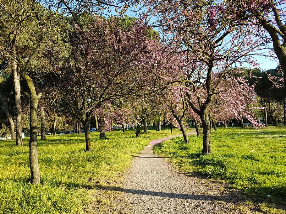 spring, bloom, tree, nature, walk, color, flovers, green, prato HD wallpaper