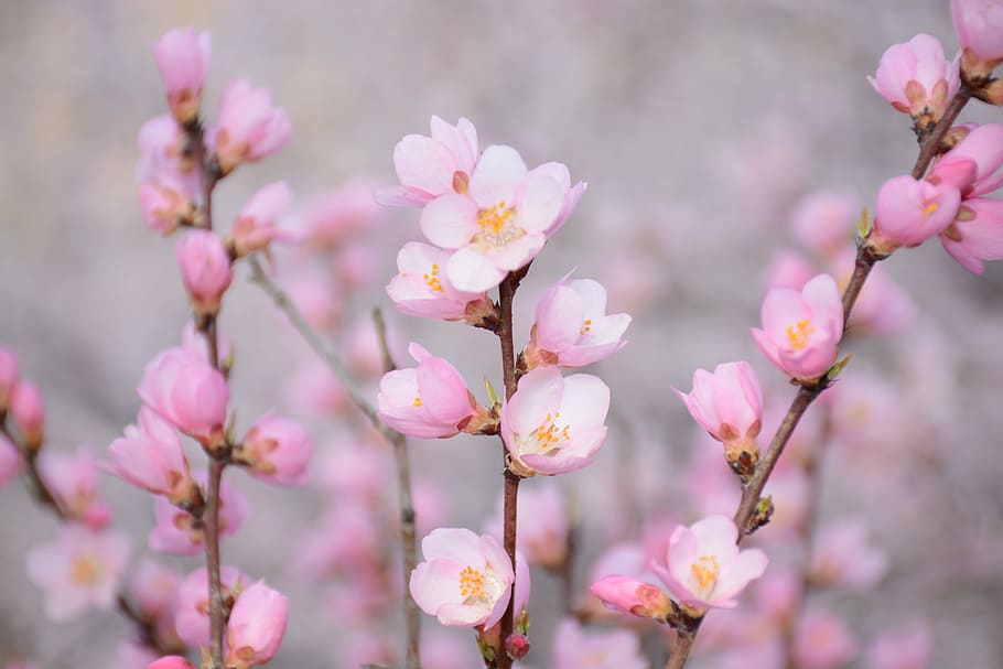 pink flowers, close up photo of pink cherry blossoms at daytime HD wallpaper