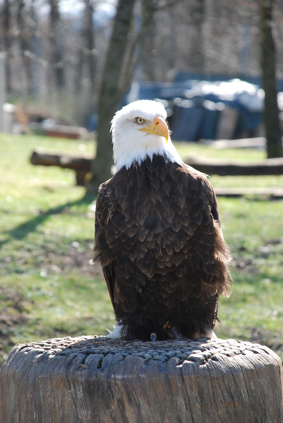 bald eagles, raptor, animal, bird of prey, white tailed eagle HD wallpaper