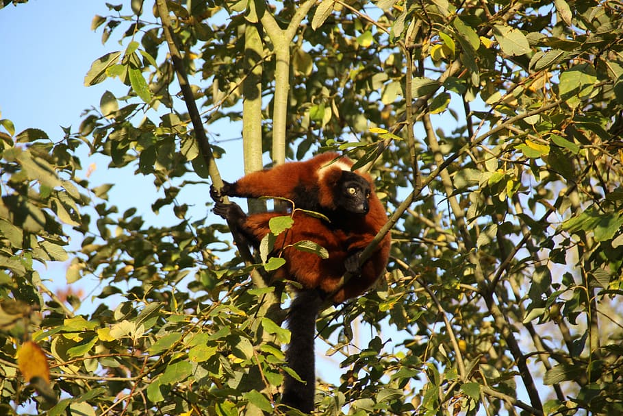 lemur, animals, nature, tree, animal wildlife, animal themes HD wallpaper