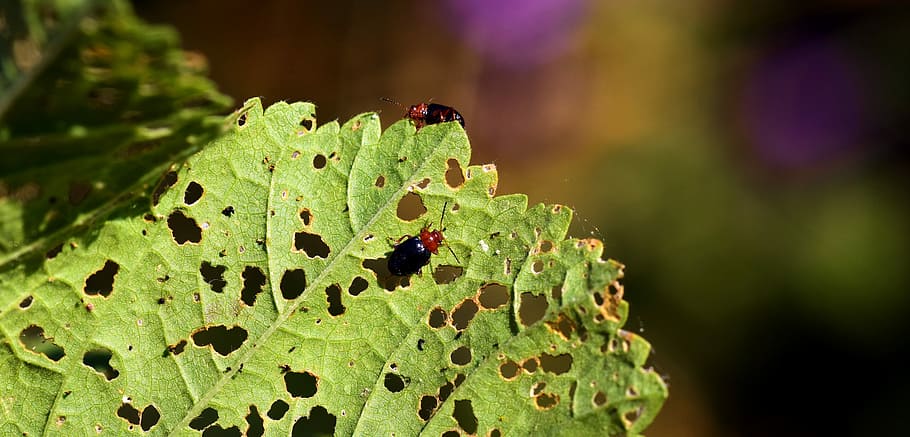 Pests, Leaf, Nature, Insect, Infestation, animal, beetle, small, HD wallpaper