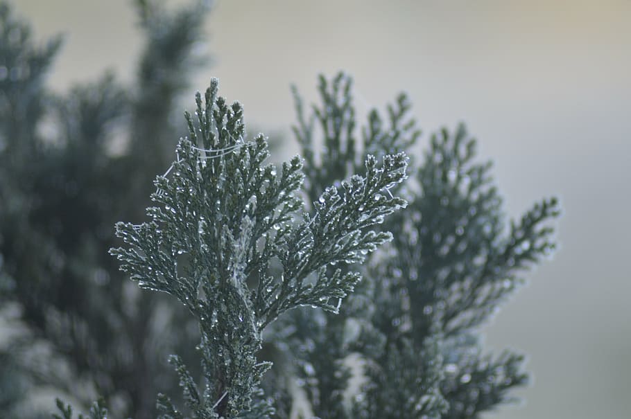 frost, green, cold, plant, cold temperature, winter, snow, coniferous tree HD wallpaper