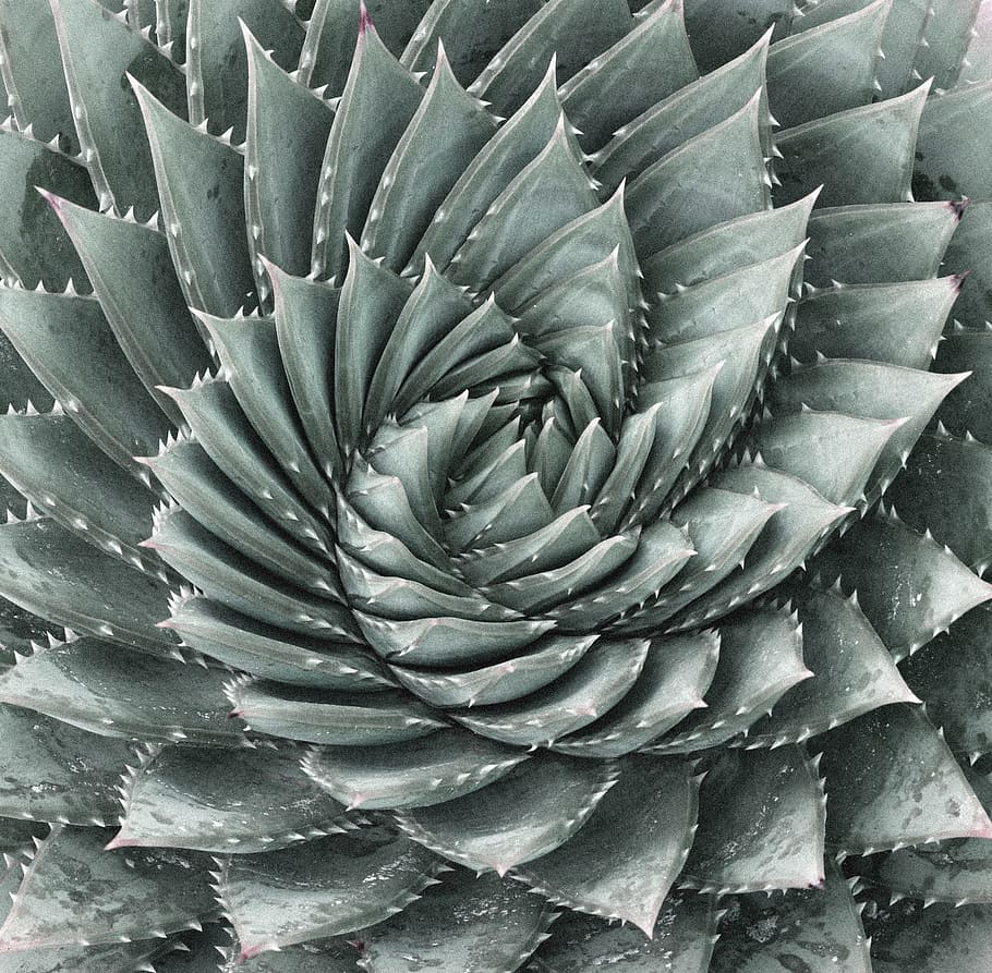 gray cactus, Aloe, Rotate, Queen, nature, spiral, abstract HD wallpaper