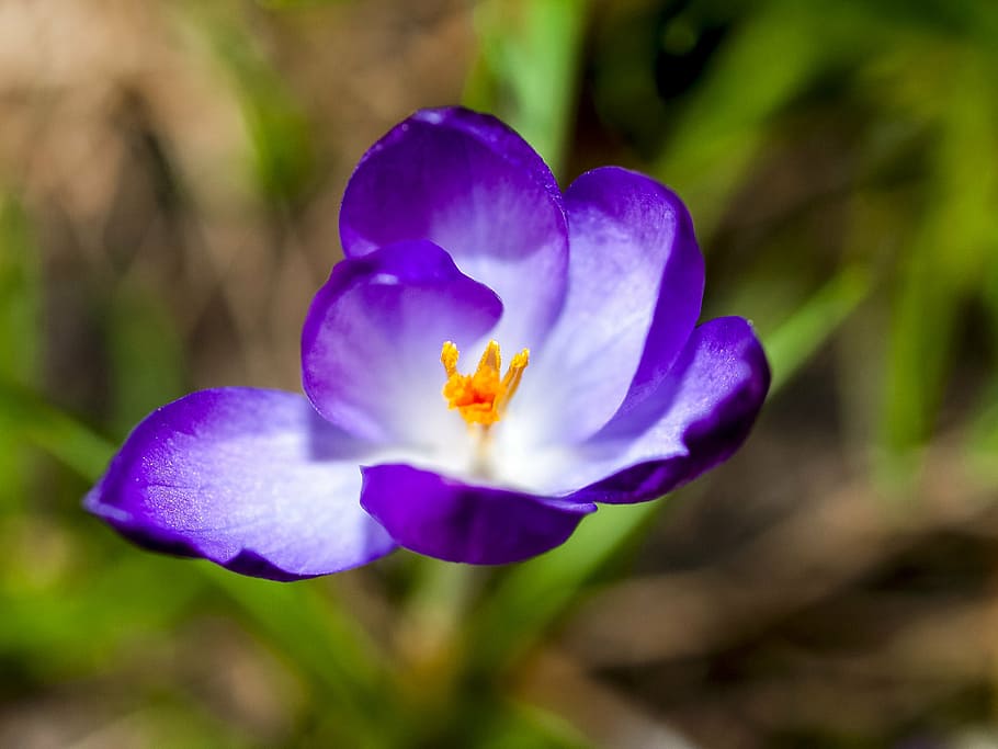 crocus, flower, blossom, bloom, nature, flowering plant, freshness HD wallpaper