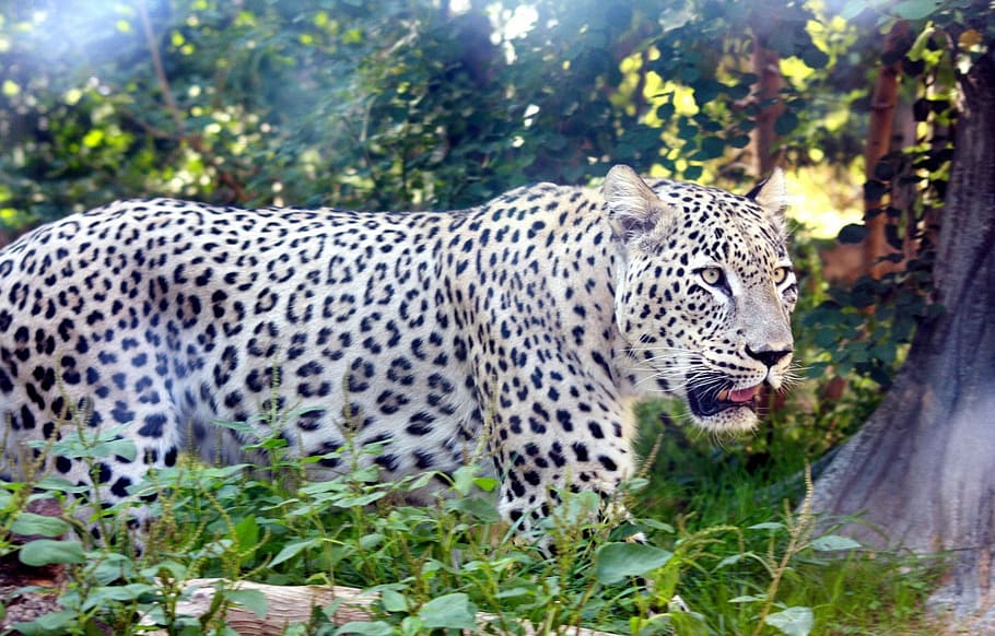 Big Cat, Cat, Cat, Leopard, Persian, Tiger, wildlife, one animal HD wallpaper