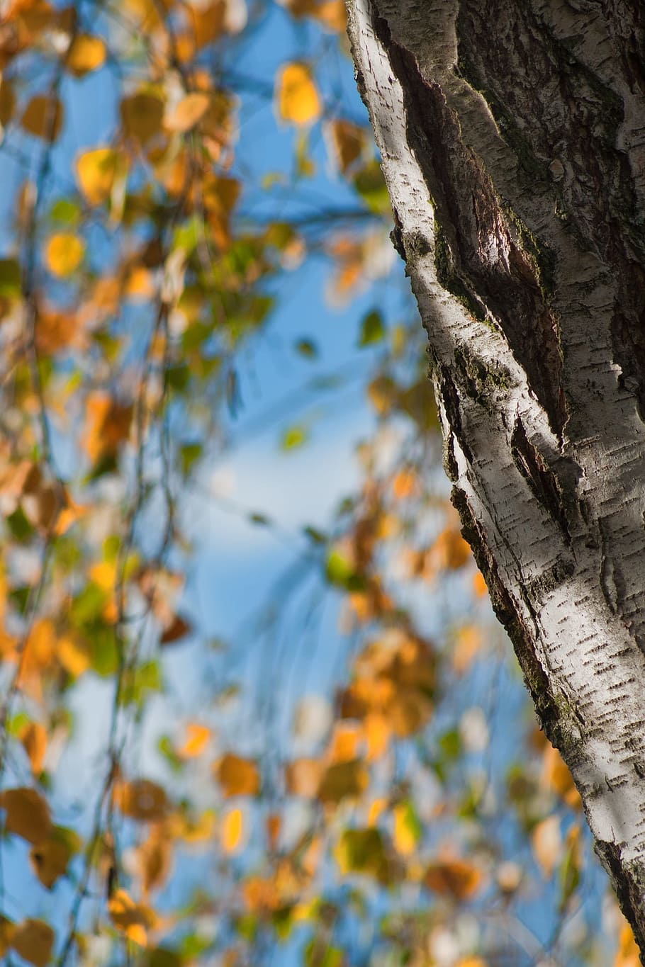 yellow and green leaves, autumn, tree, birch, fall foliage HD wallpaper