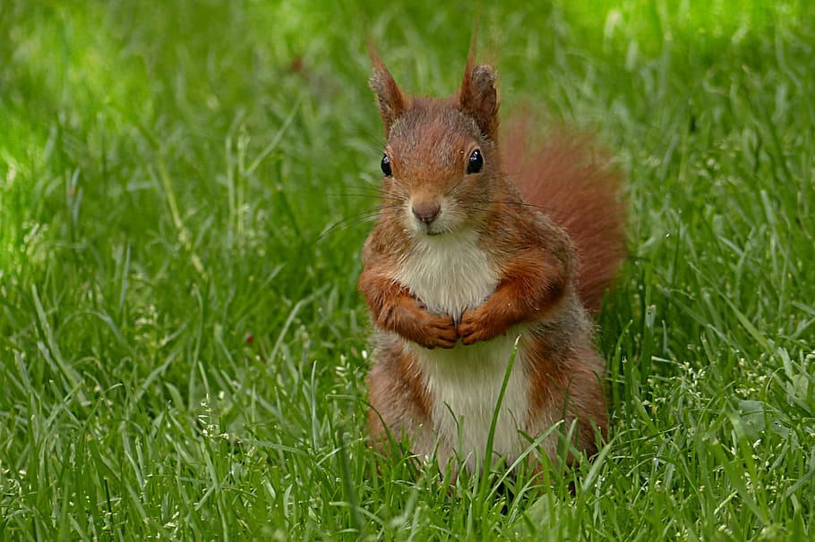 close up photo of brown squirrel in green grass field, sciurus major HD wallpaper