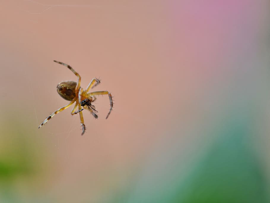 spider, insect, nature, small, hunting, prey, hunter, animal world HD wallpaper