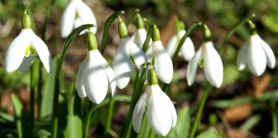 schneeglocken, spring, flowers, white, growth, plant, fragility HD wallpaper