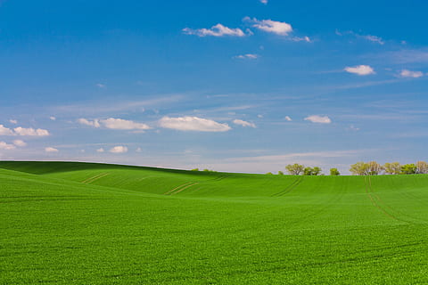 green grass fiels, Windows wallpaper, green field, daytime, photo HD wallpaper