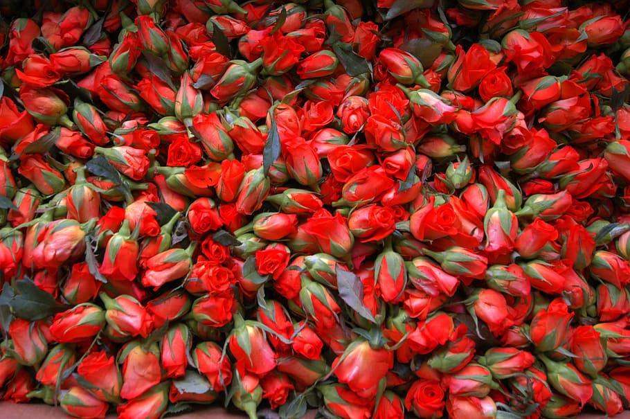 red petaled flowers, roses, carpets of roses, carpets of flowers