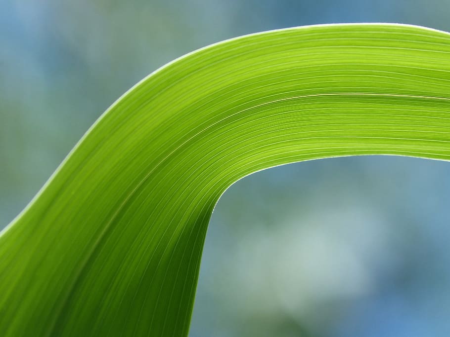 American, Cane, Leaf, Detail, Translucent, american cane, texture HD wallpaper