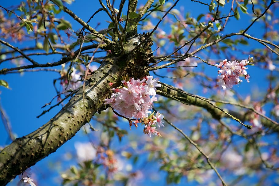 tree, flower, branch, flora, nature, spring, plant, flowering plant HD wallpaper