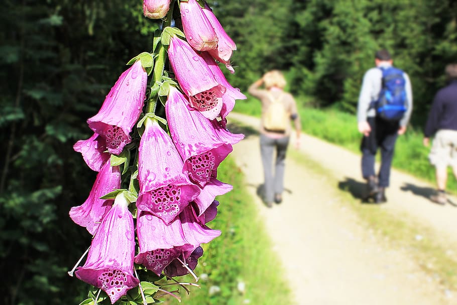 Thimble, Away, Hiking, Flower, Forest, nature, blossom, bloom HD wallpaper