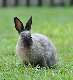 selective focus photography of gray and black rabbit on ground HD wallpaper