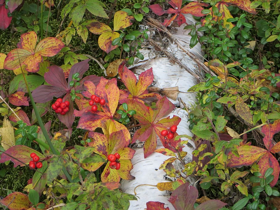 autumn, berries, nature, fall, branch, foliage, plant part HD wallpaper
