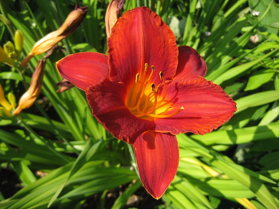 blossom, bloom, red, flowers, plant, large, flowering plant HD wallpaper