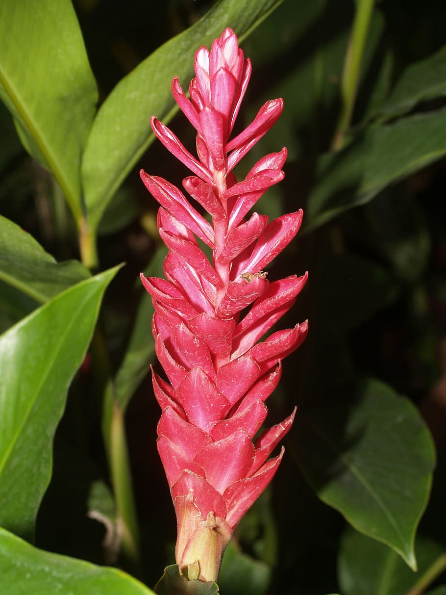 ginger, blossom, flower, bright, flora, growth, decoration HD wallpaper