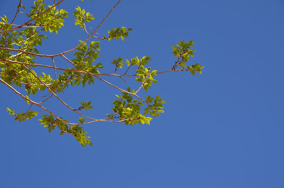 tree, nature, sky, flora, branch, growth, environment, summer HD wallpaper