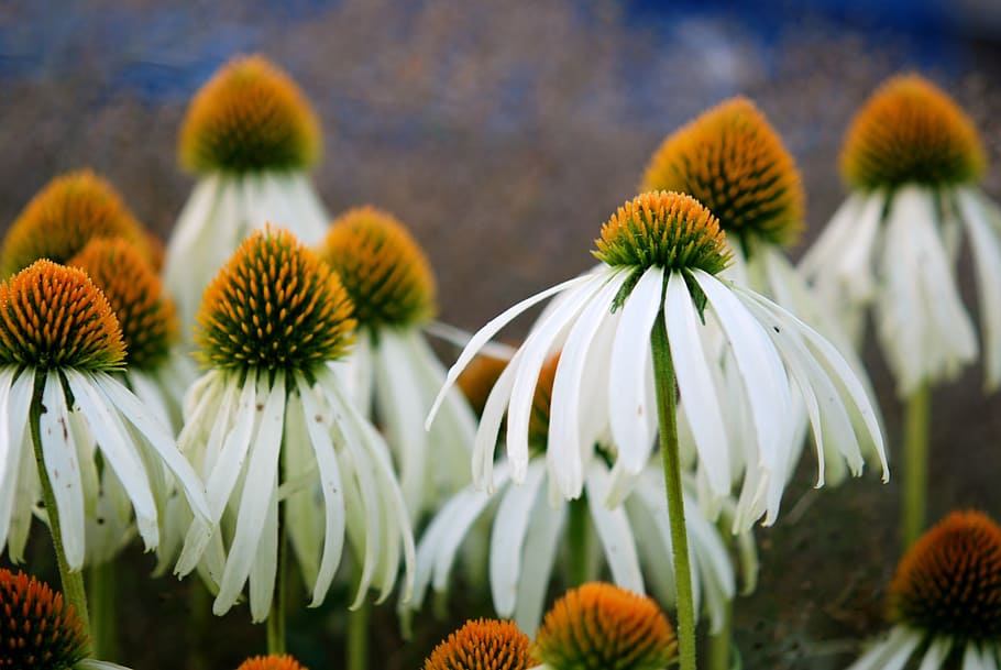 flower, white, nature, macro, plant, floral, spring, blossom HD wallpaper