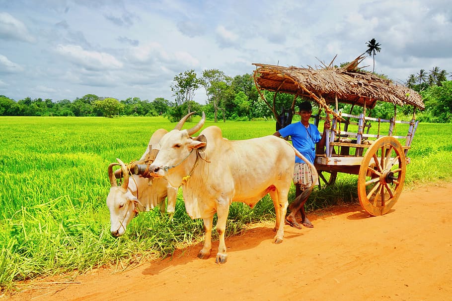 HD wallpaper: bullock cart, transport, sri lanka, traditional, village,  animal | Wallpaper Flare