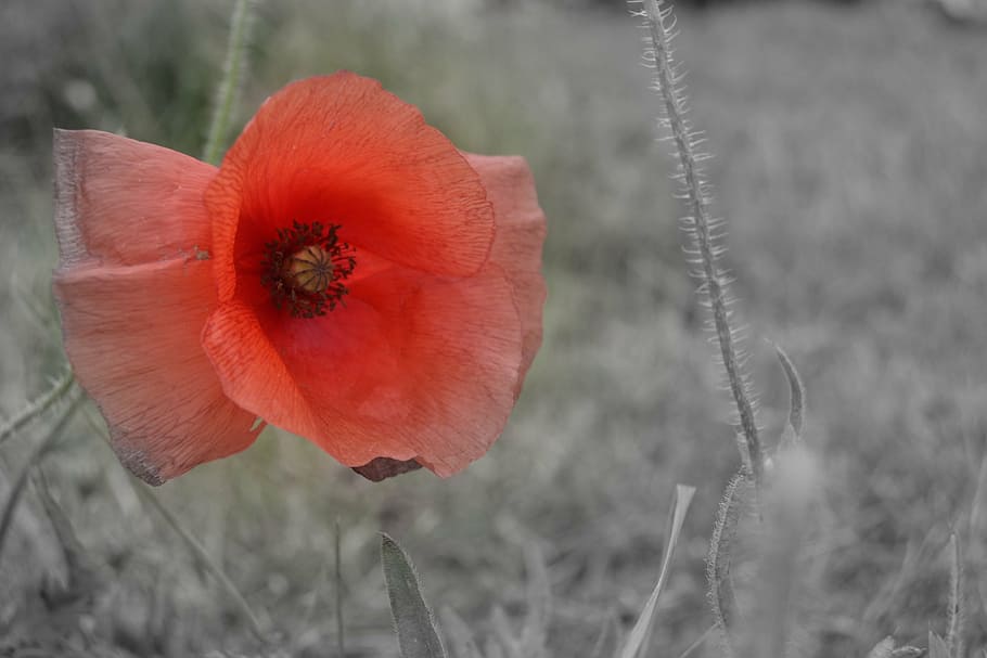 poppy, red flower, plant, flowering plant, freshness, beauty in nature HD wallpaper