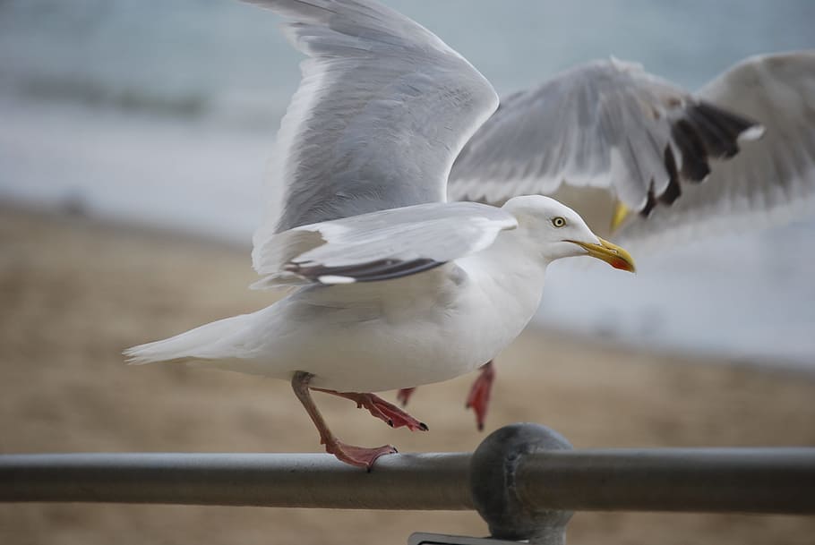 beach, animals, birds, seagulls, seashore, seaside, animal themes HD wallpaper