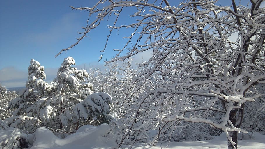 winter, snow, winter magic, winter dream, winter bushes, winter mood HD wallpaper