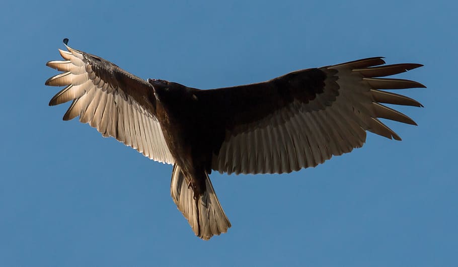 Turkey Buzzard, Bird, Scavenger, vulture, beak, black, carrion HD wallpaper