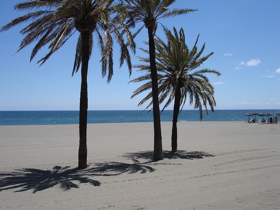 palm trees, beach, sea, water, land, tropical climate, sand HD wallpaper
