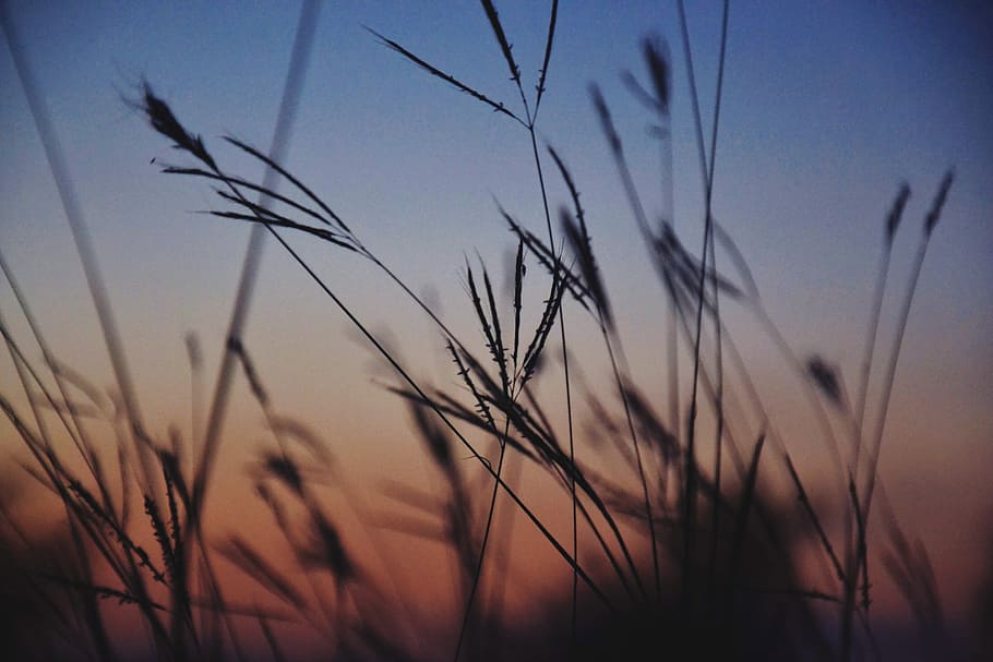 silhouette of grasses selective focus photography, silhouette and selective focus photography of fiber grass HD wallpaper