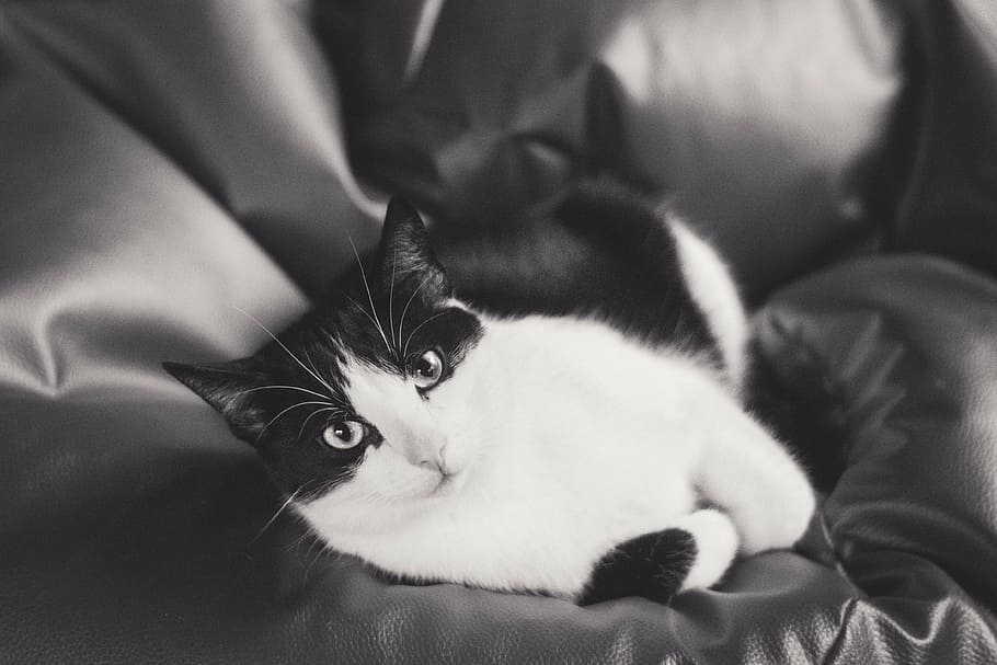 cat, kitten, tomcat, animals, black and white, coat, a young kitten HD wallpaper