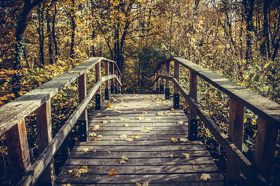 wood, nature, tree, bridge, instructions, woods, park, autumn HD wallpaper