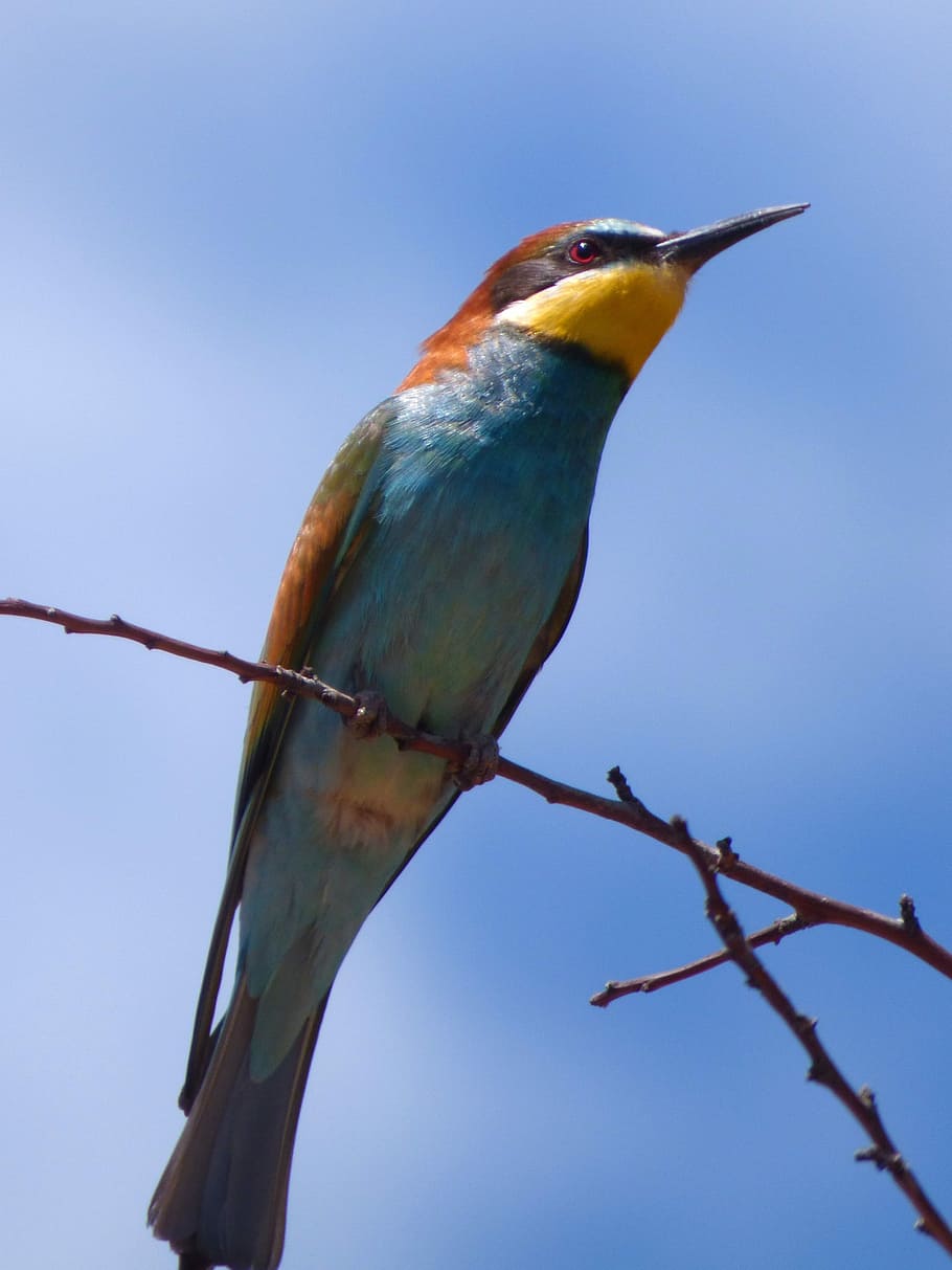 bee-eater, abellerol, merops apiaster, branch, sky, birds, wild life, HD wallpaper