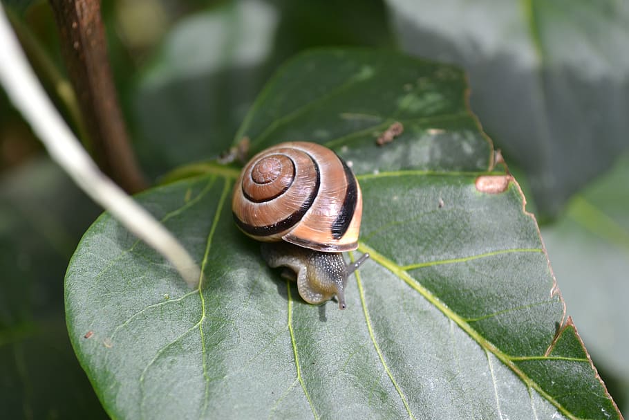 Garden Snail, Leaf, Small, Helix, close-up, one animal, gastropod