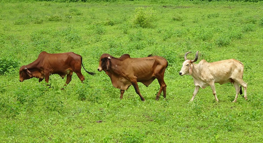 cattle, gir, breed, bull, cow, brahman, zebu, bos, domestic HD wallpaper