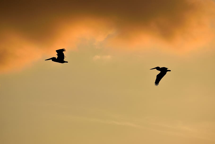 sunset, florida, birds, avian, pelicans flying, sky, wildlife HD wallpaper