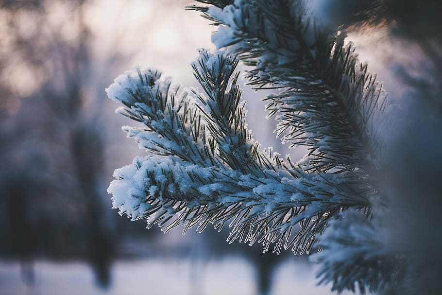 selective focus photography of snow coated tree leaves, green HD wallpaper