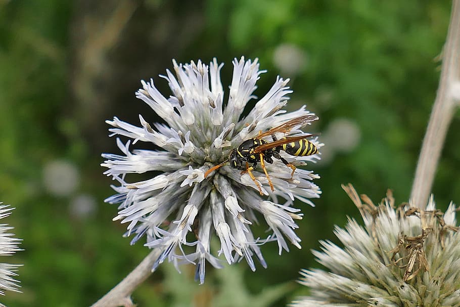 diestel, insect, close, macro, original, beautiful, interesting HD wallpaper