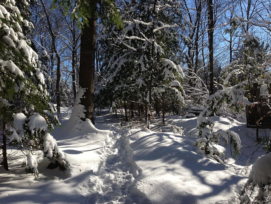 snow, forest, winter, sunny, trail, outdoor, tree, cold temperature HD wallpaper
