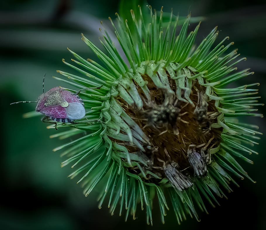 true bug, insect, thistle, nature, plant, green, flower, growth HD wallpaper