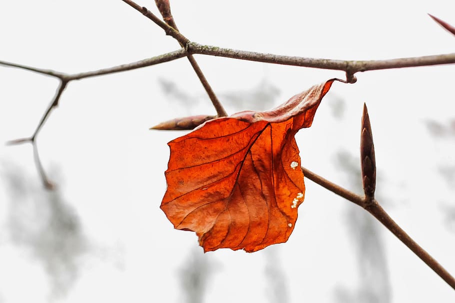 nature, leaf, brown, dry, fall foliage, transience, branch HD wallpaper