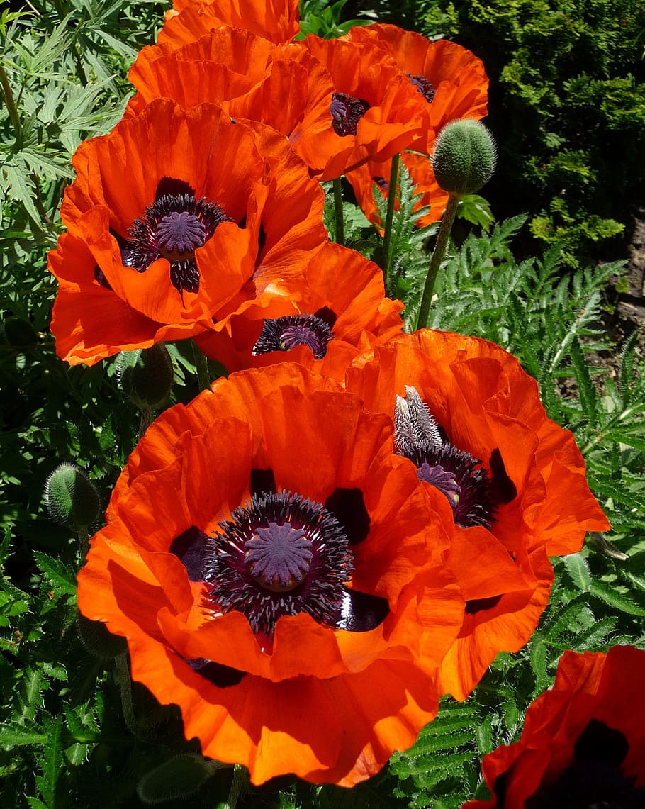 Blossom, Bloom, Spring, Red Poppy, flower, nature, plant, yellow HD wallpaper