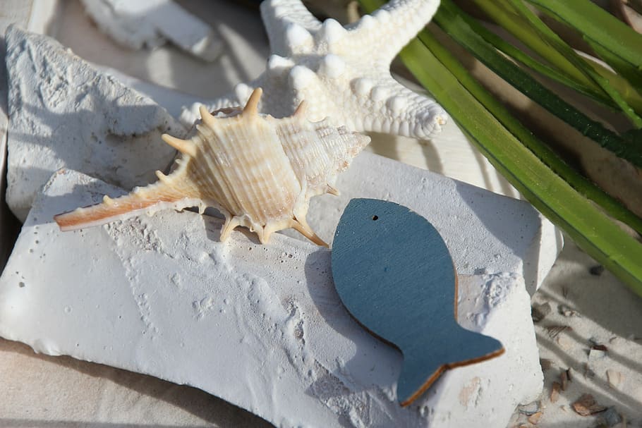 shell, fish, deco, sea, coast, beach, no people, still life HD wallpaper
