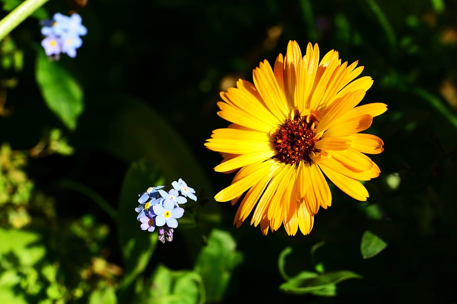 marigold, calendula, pot marigold, annual, border plant, flower
