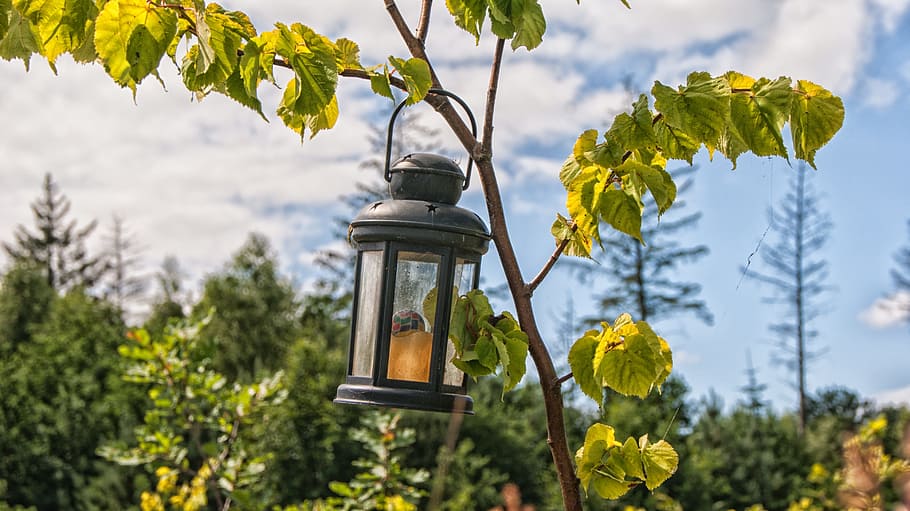Lantern, Tree, Memorial, memorial site, wilhelminabos, dronten HD wallpaper