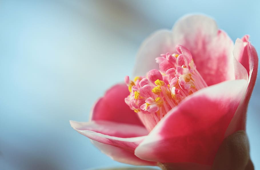 pink petaled flower selective-focus photography, camellia, camellia flower, HD wallpaper